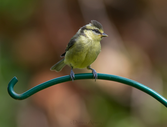 Young Blue Tit