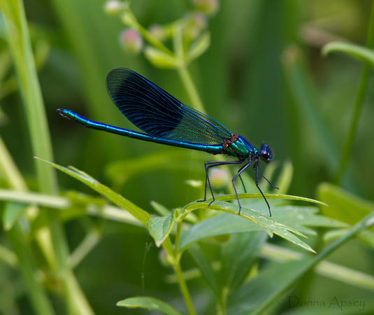 Zenfolio | Donna Apsey Photography | Butterflies & Insects | Banded ...